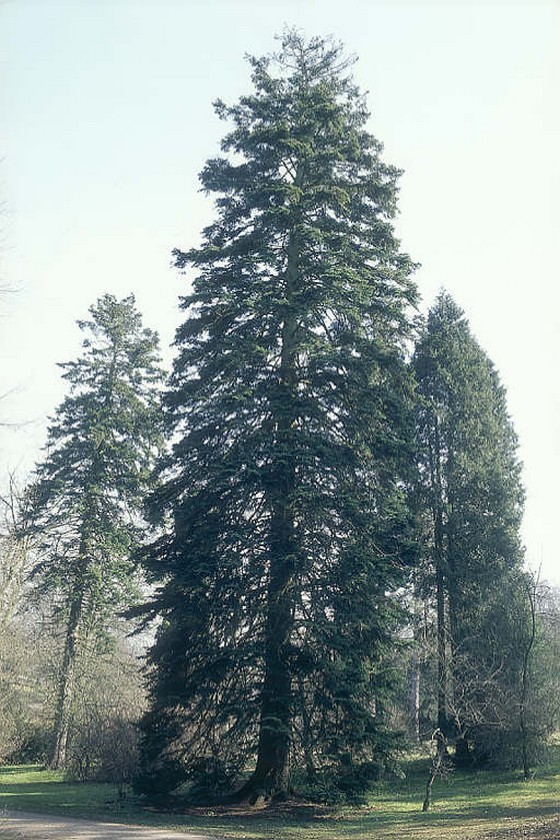 Самое высокое дерево в России