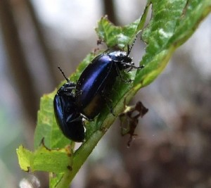 Интересные факты о жуках