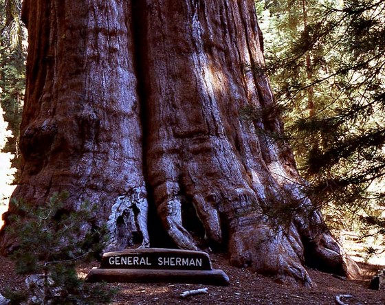 Самое большое дерево в мире - «Генерал Шерман»